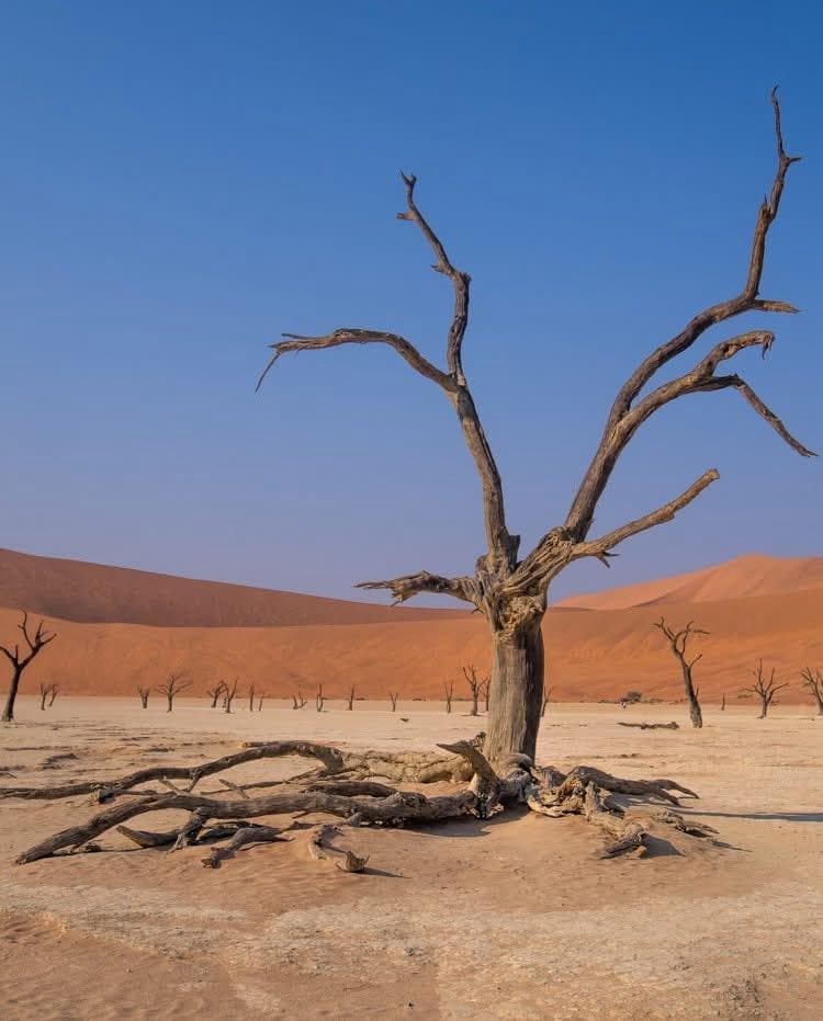 African savanna at golden hour