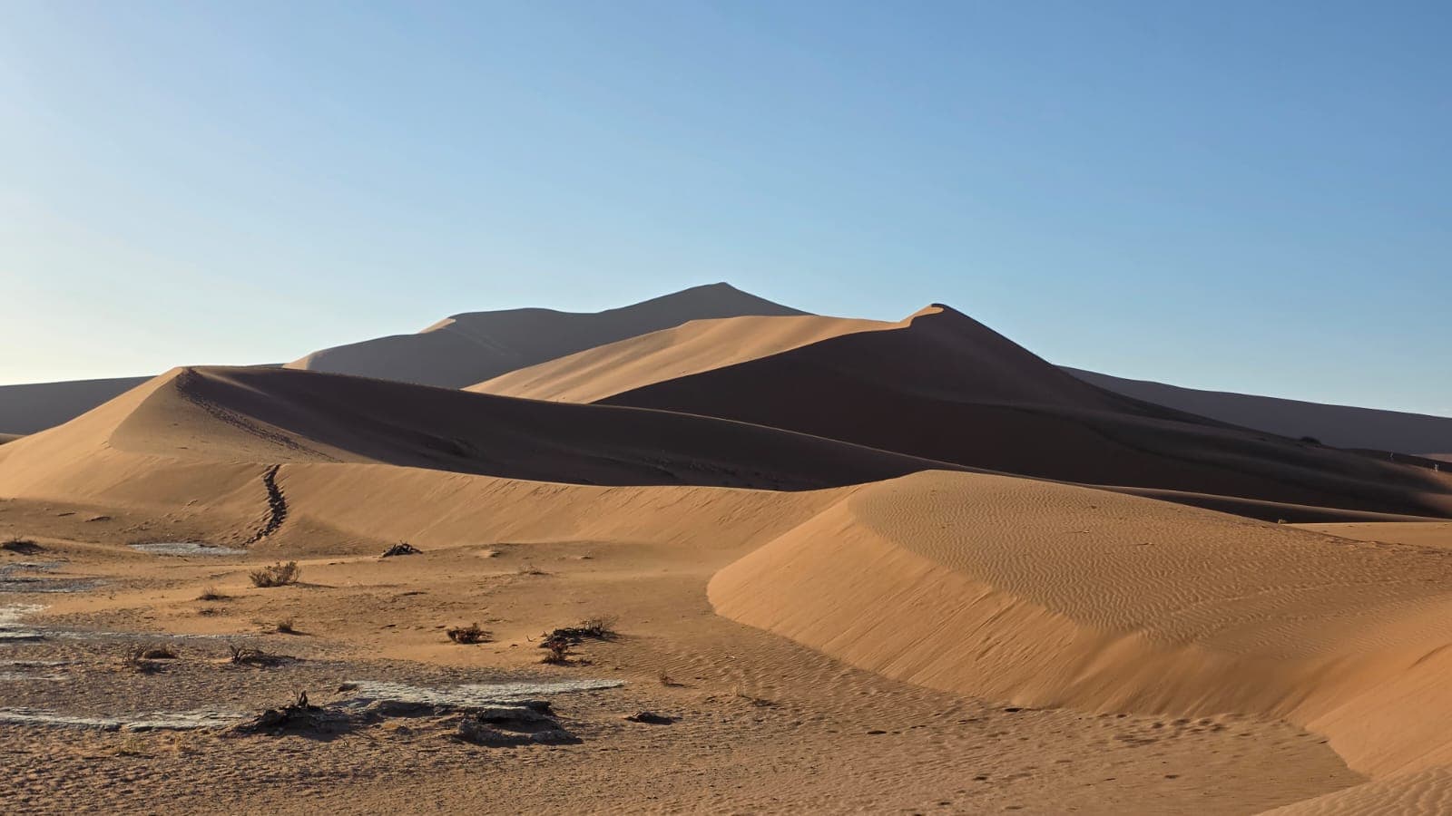 Starry night over savanna