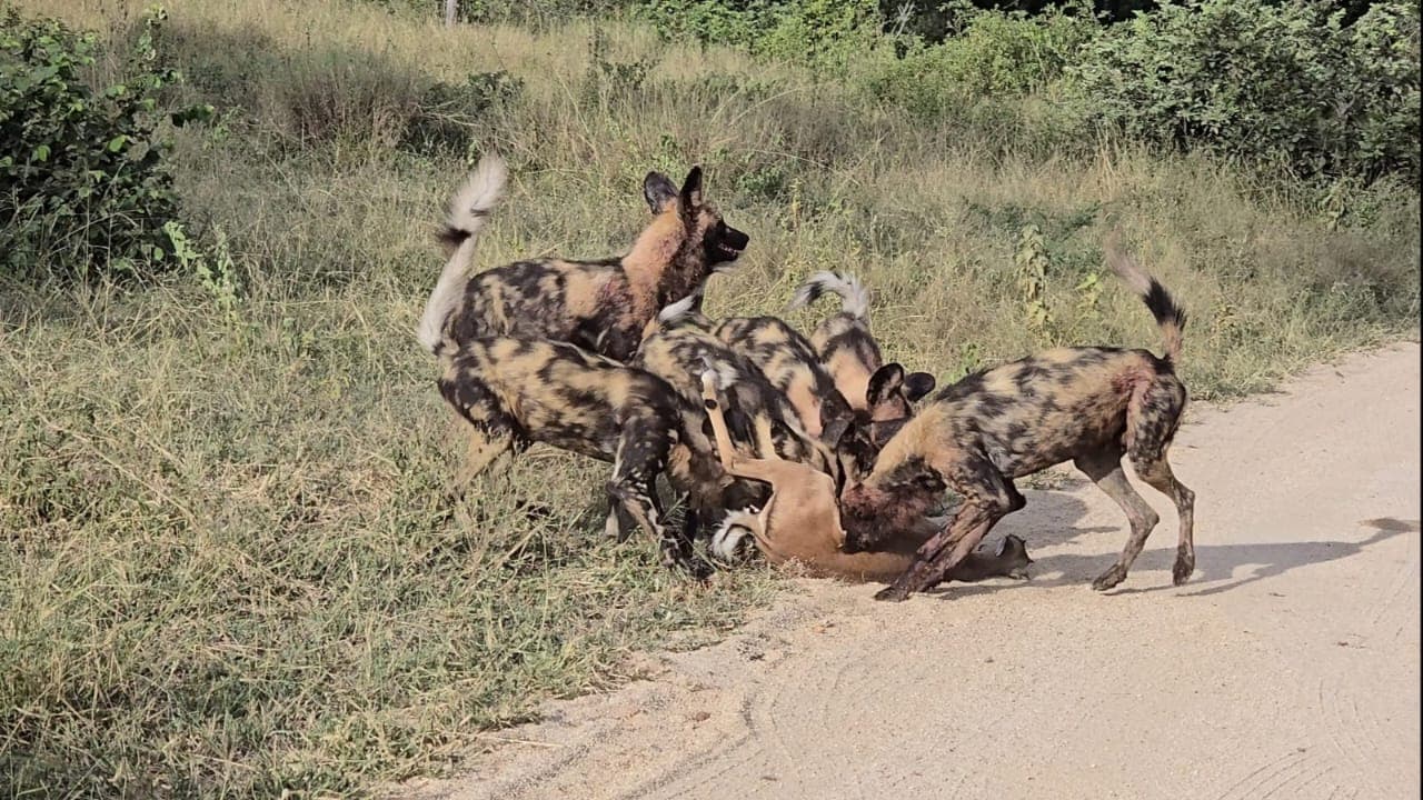 Leopard on a tree branch
