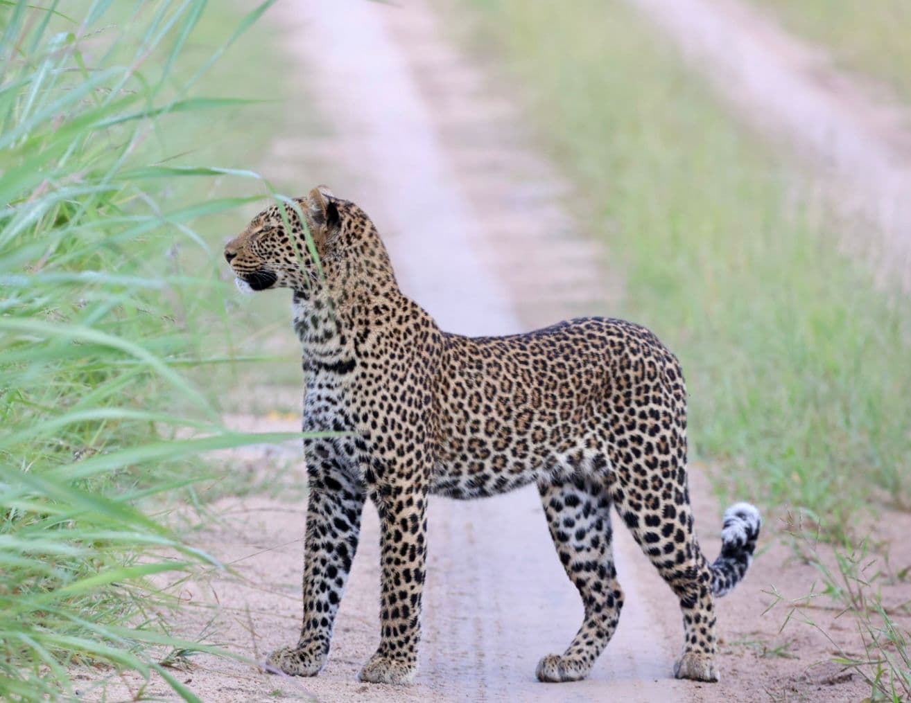 Walking safari experience