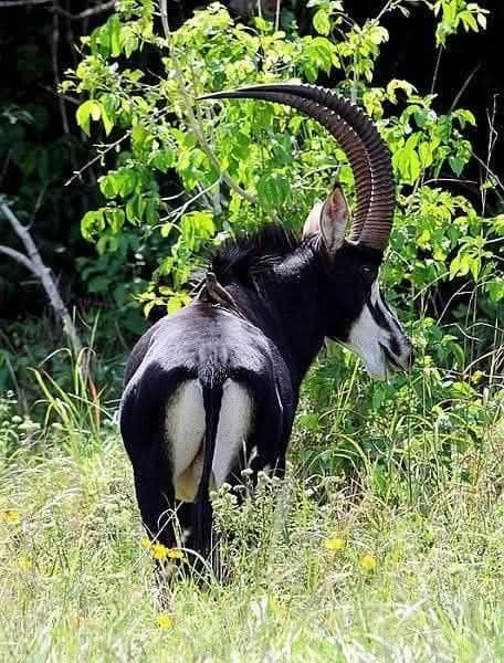 Traditional dancers performing