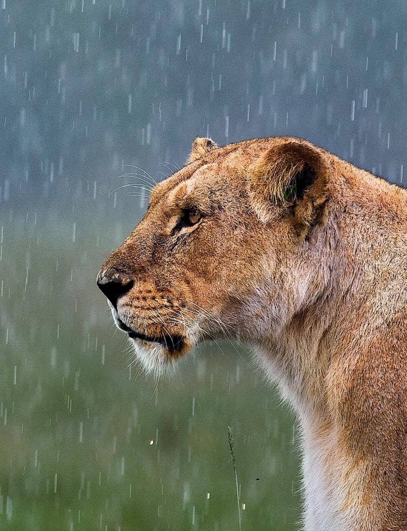 Lioness in the rain