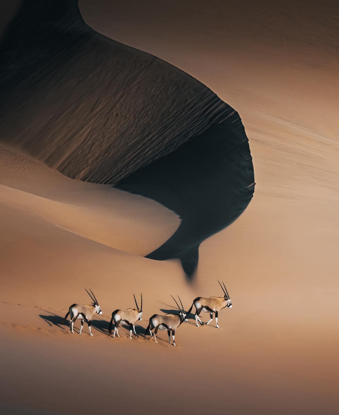 Giraffe silhouette at sunset