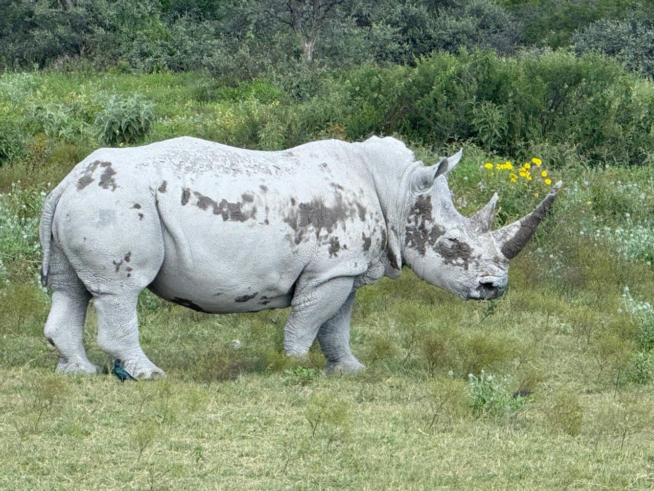 Rhino mother and calf