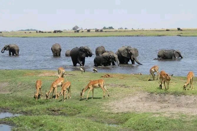 Acacia tree silhouette