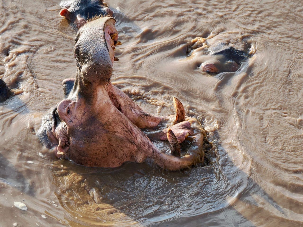 African wild dogs hunting